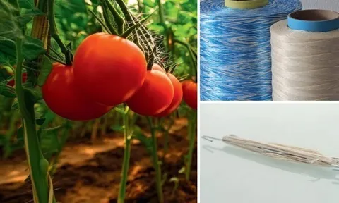 Thay dây nhựa bằng sợi sinh học từ gỗ hướng tới mục tiêu sản xuất nông sản sạch không vi nhựa
