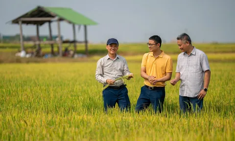 Chủ tịch Phan Gia Vũ Đình Mười: Xây dựng chuỗi liên kết lúa gạo bền vững tại Tây Nguyên