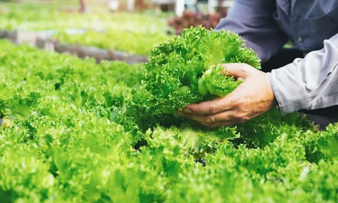 Xuất khẩu nông sản 4 tháng đầu năm 2026: Tăng trưởng vẫn chưa đồng đều