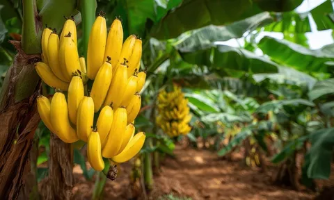 Nguy cơ suy kiệt ngành sản xuất chuối toàn cầu trước sự lây lan của nấm Fusarium Wilt TR4