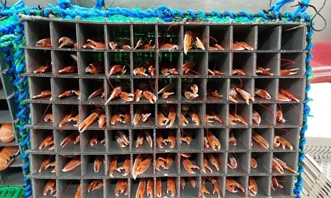 Giải pháp bảo quản hải sản thông minh cho những con tàu nhỏ
