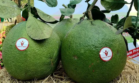 Bộ Nông nghiệp và Môi trường tích cực triển khai các hoạt động hợp tác quốc tế