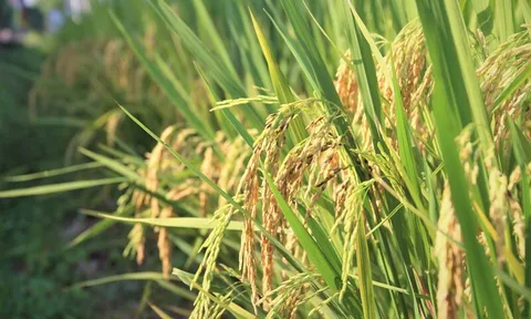 'Hộ chiếu xanh' cho hạt gạo Việt: Động lực mới của nông nghiệp phát thải thấp