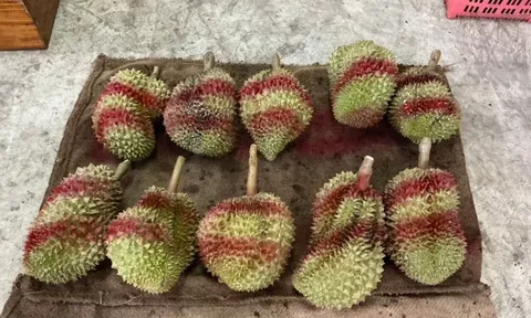 Sầu riêng Núi lửa Sisaket Thái Lan lên kệ và lệnh trừng phạt 7 năm tù cho hàng giả