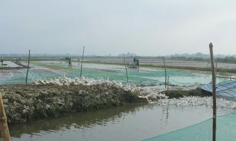 Mô hình lúa - vịt hữu cơ tại Đan Điền: Giải pháp tuần hoàn cho nông nghiệp và môi trường