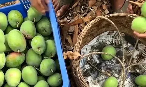 Ấn Độ: Nắng nóng kỷ lục ‘nướng chín’ xoài ngay trên cây, nông dân đối mặt vụ mùa thất bát