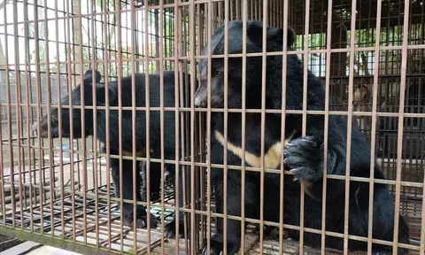 Kêu gọi đưa 68 cá thể gấu bị nuôi nhốt tại xã Phúc Thọ (Hà Nội) tới trung tâm cứu hộ