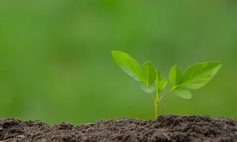 Các nhà khoa học phát hiện những ‘công tắc’ DNA cổ đại ẩn giấu trong thực vật suốt 400 triệu năm