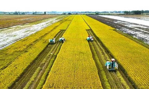 Tái cấu trúc ngành lúa gạo trong bối cảnh mới: Chuyển từ tư duy sản lượng sang phát triển chuỗi giá trị bền vững