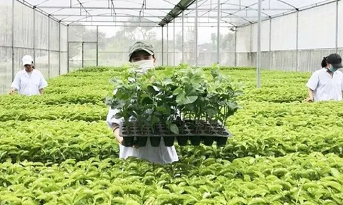 Tổ chức vi phạm về sản xuất, buôn bán giống cây trồng bị phạt đến 100 triệu đồng