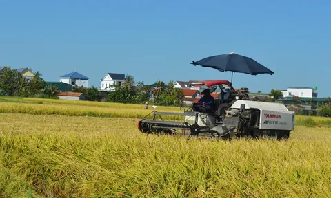 Khi người nông dân có thể bán sản phẩm ‘vô hình’ từ những cánh đồng tín chỉ carbon