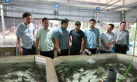 Người tiên phong ‘đánh thức’ cá tầm dưới chân núi Voi