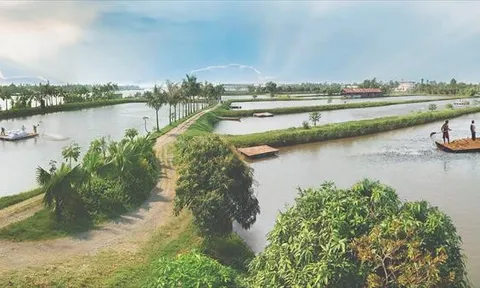 Ngành nuôi cá rô phi Việt Nam siết chặt quản lý và tiêu chuẩn an toàn
