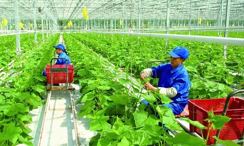 Chính sách về khuyến nông