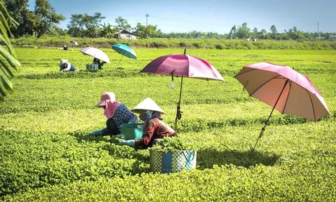 Huế từng bước hình thành nền nông nghiệp sinh thái hiện đại từ khâu sản xuất đến tiêu thụ