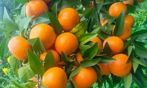 Từ công nhân đến 'siêu đại lý' nông sản: Câu chuyện về người phụ nữ bán 50 tấn trái cây mỗi ngày