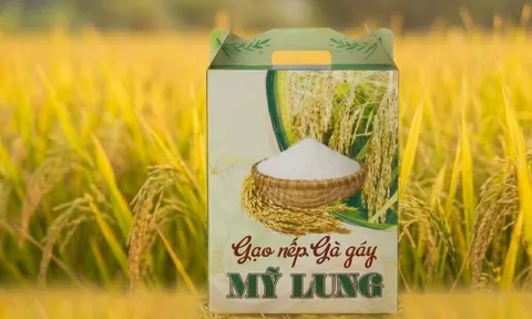 Gạo nếp Gà Gáy: Từ huyền thoại dân gian đến thương hiệu được bảo hộ quốc gia