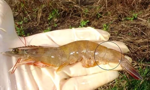 Quản lý Vibrio đúng cách để bảo vệ đàn tôm