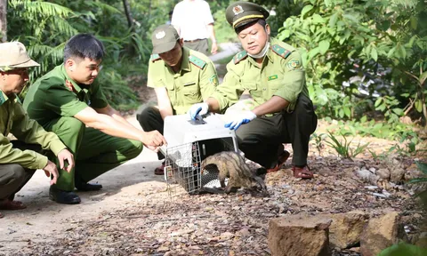 Huế tái thả 30 cá thể cầy vòi hương về môi trường tự nhiên