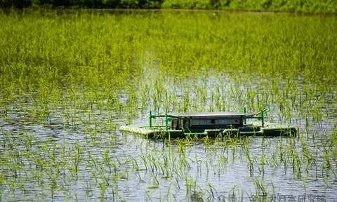 'Vịt robot' trên đồng ruộng Nhật Bản: Lời giải cho bài toán làm cỏ không cần hóa chất