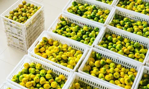 Nâng tầm chuỗi giá trị quýt đường qua chiến lược chế biến sâu