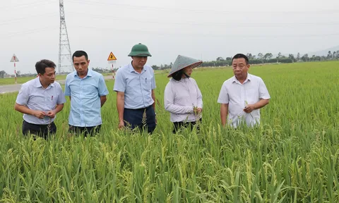Nghệ An hoàn thành chuyển đổi 51 mã số vùng trồng