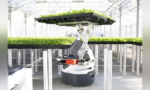 Rau từ nhà kính tự động có đủ sức cạnh tranh trực tiếp với rau trồng ngoài đồng?