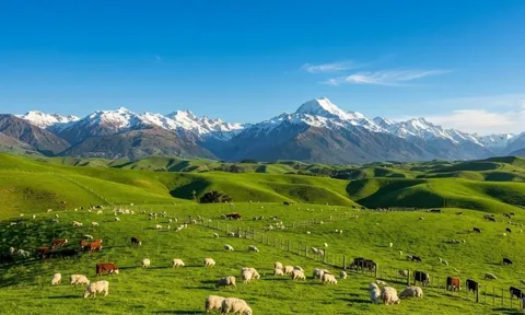 New Zealand và bài học nông nghiệp diệu kỳ