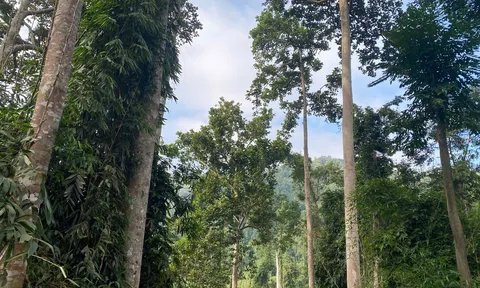 Khi người dân được hưởng lợi từ rừng