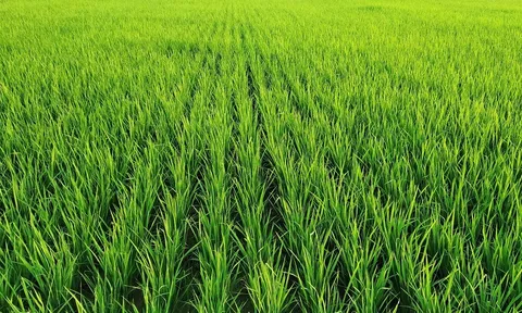 Hy vọng mới có thể cứu cây trồng khỏi vùng đất nhiễm mặn