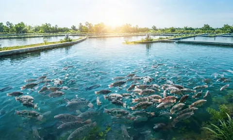 Hiện đại hóa ngành thủy sản: Đánh giá lại vai trò của quy mô trong phát triển bền vững