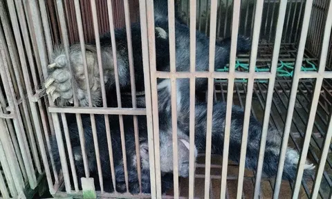 Hà Nội: Hơn 8.000 người dân lên tiếng ủng hộ việc chấm dứt nạn nuôi gấu lấy mật