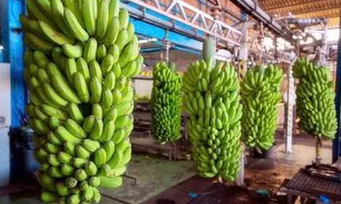 Ấn Độ ra mắt hai giống chuối mới sau 15 năm nghiên cứu