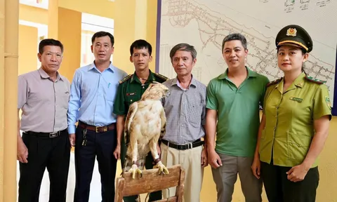 TP Huế: Người dân bàn giao cá thể diều núi quý hiếm cho cơ quan chức năng