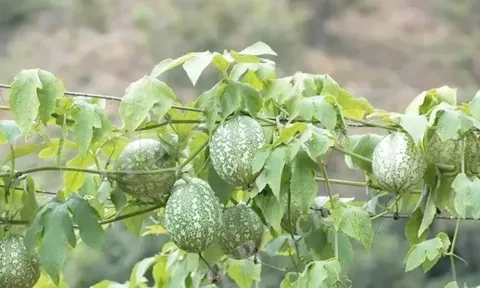 Đánh thức đất cằn từ cây vừa là thức ăn vừa làm thuốc: Bài học đổi mới tư duy từ quả qua lâu