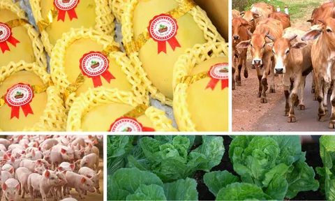 Nông nghiệp 9 tháng năm 2026: tăng trưởng 4,02%, bảo đảm nguồn cung và thúc đẩy xuất khẩu