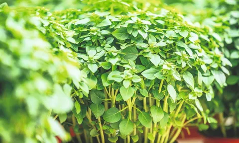 Công ty gia đình 30 năm trồng thảo mộc không hóa chất ở Bỉ