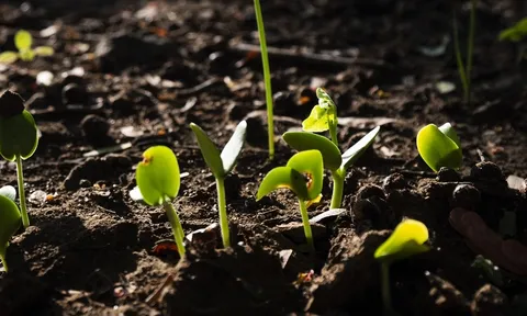 Hãng giống rau nhiệt đới lần thứ ba vào top 'Thay đổi thế giới' của Fortune