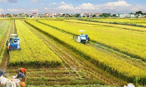 Nâng mức hỗ trợ phí bảo hiểm nông nghiệp: Mở rộng không gian quản trị rủi ro
