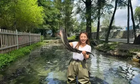 Bỏ nghề kế toán về núi nuôi cá hồi, cô gái thu tiền tỷ mỗi năm