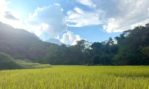 Bảo tồn lúa tẻ thơm Na Loi gắn với phát triển nông nghiệp bền vững