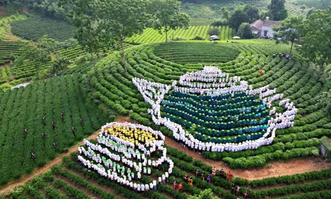 Thái Nguyên rộn ràng trước thềm Festival Trà Quốc tế 2026: Đánh thức hương chè vươn xa