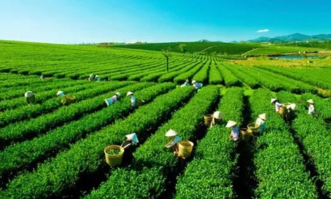 Thúc đẩy sắp xếp, đổi mới, nâng cao hiệu quả hoạt động công ty nông, lâm nghiệp