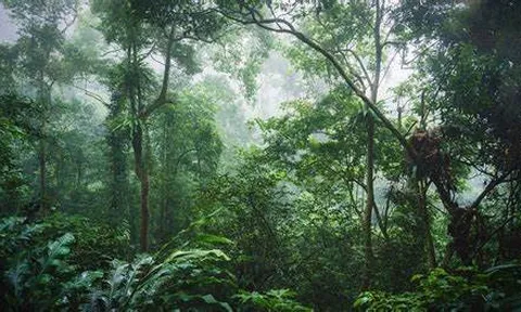 Hoàn thiện tiêu chuẩn về tín chỉ carbon để không mất đi cơ hội phát triển rừng