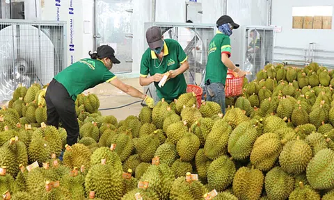 Xử lý thông tin "Sầu riêng vẫn loay hoay giải quyết chất vàng O"
