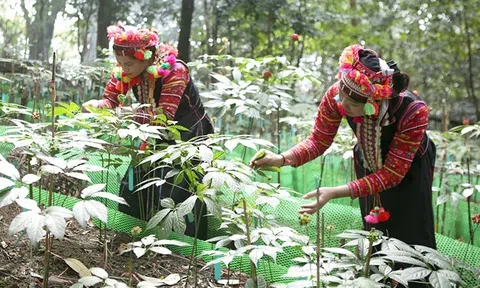 Quy định mới về nuôi, trồng, thu hoạch cây dược liệu trong rừng có hiệu lực thi hành từ ngày 15/8/2025