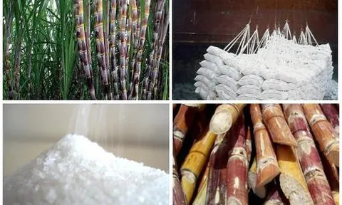Nghiên cứu hỗ trợ doanh nghiệp mía đường duy trì sản xuất bền vững