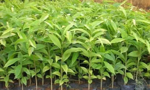 Cây mang theo bầu đất nhập khẩu vào Việt Nam bắt buộc phải có giấy phép kiểm dịch