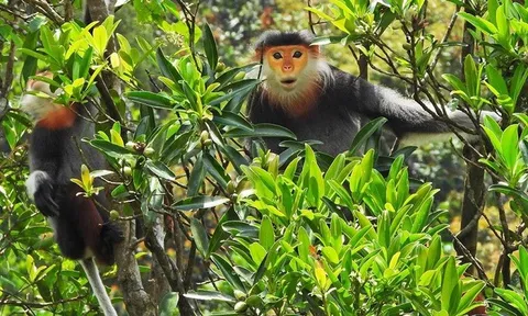 Thủ tục cấp mã số cơ sở trồng thực vật thuộc Phụ lục CITES