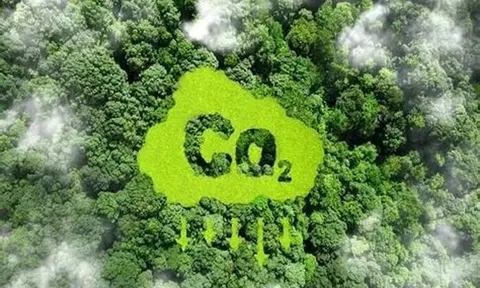 Sớm hoàn thiện khung pháp lý thị trường carbon rừng, đẩy mạnh phân cấp cho địa phương